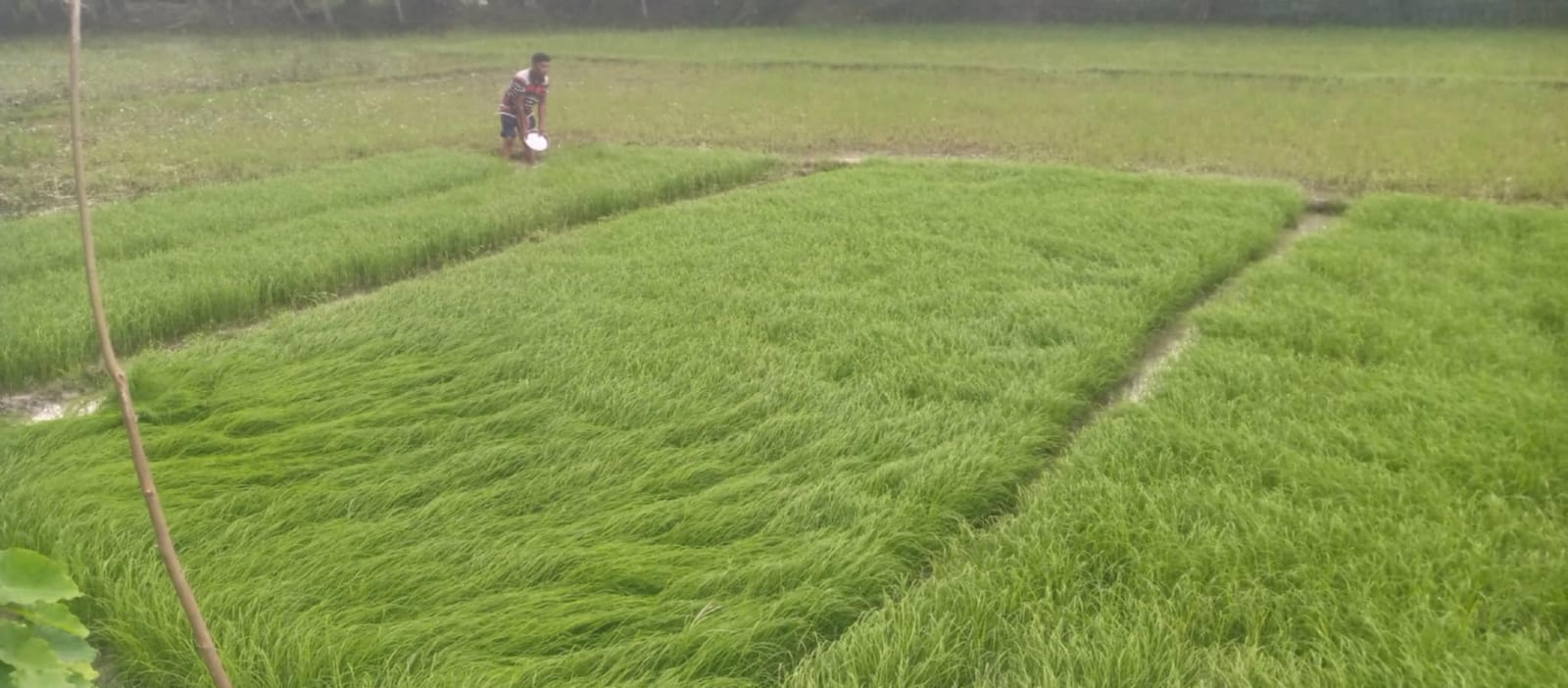 খুলনার বটিয়াঘাটায় আমন মৌসুমে বীজতলা তৈরি শেষ করে চারা রোপণের লক্ষ্যে ব্যস্ত সময় পার করছেন কৃষকরা