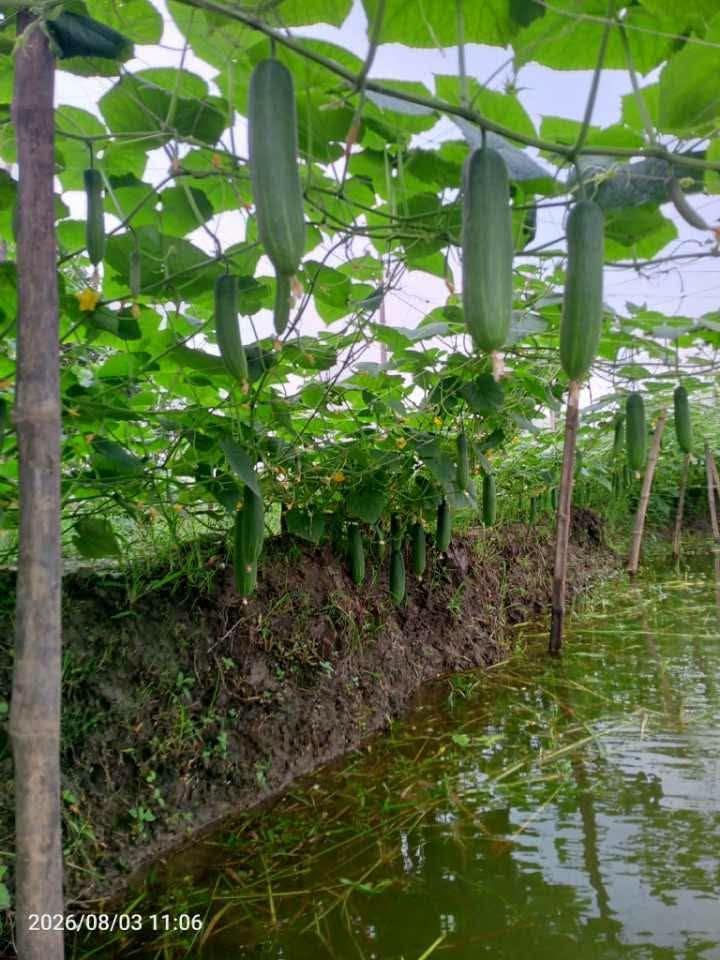 সবুজের আড়ালে কৃষকের চোখের জল: ডুমুরিয়ায় সিন্ডিকেটের জালে পিষ্ট সবজিচাষিরা
