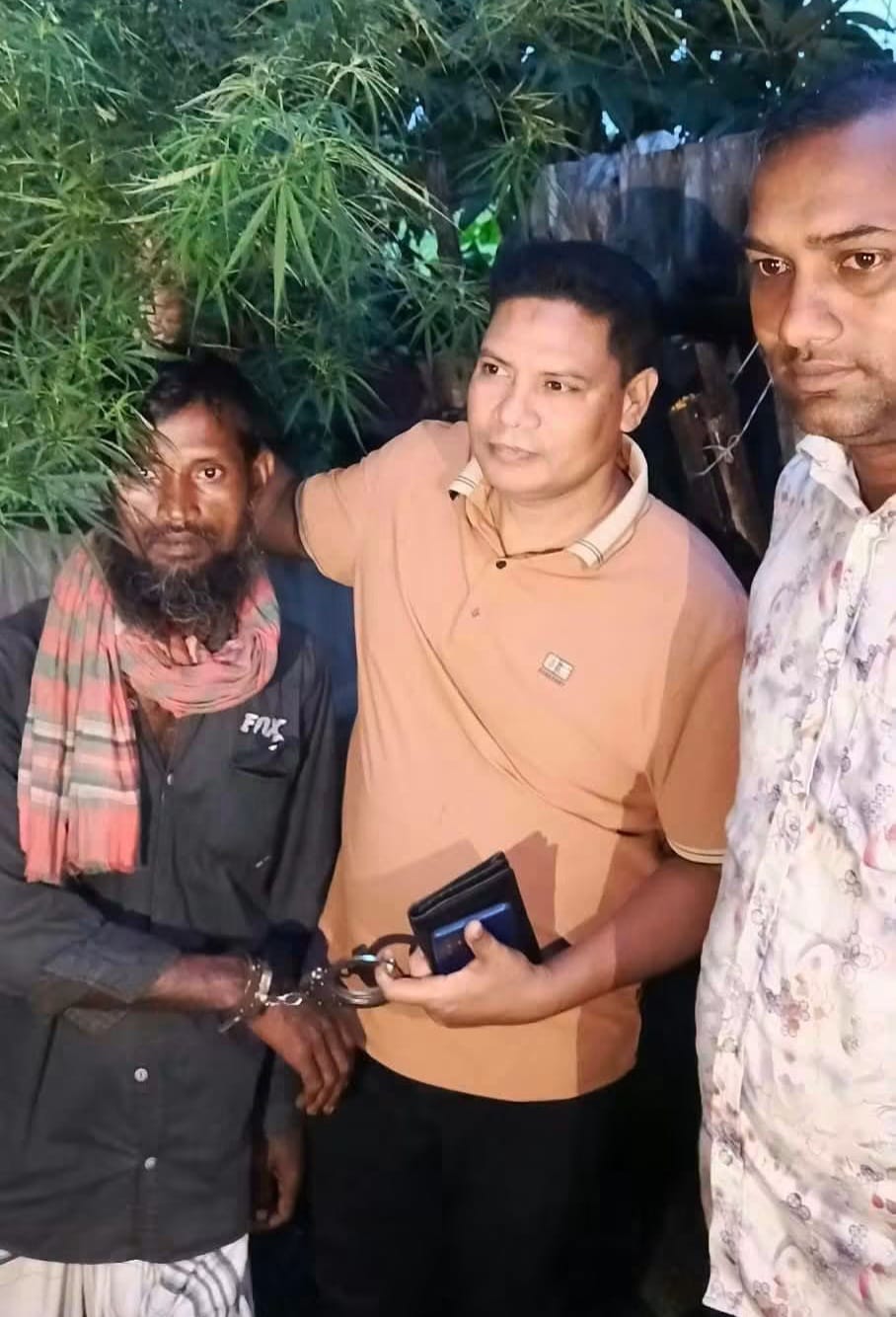 সিংড়ায় গাঁজার গাছসহ মাদক ব্যবসায়ি আটক