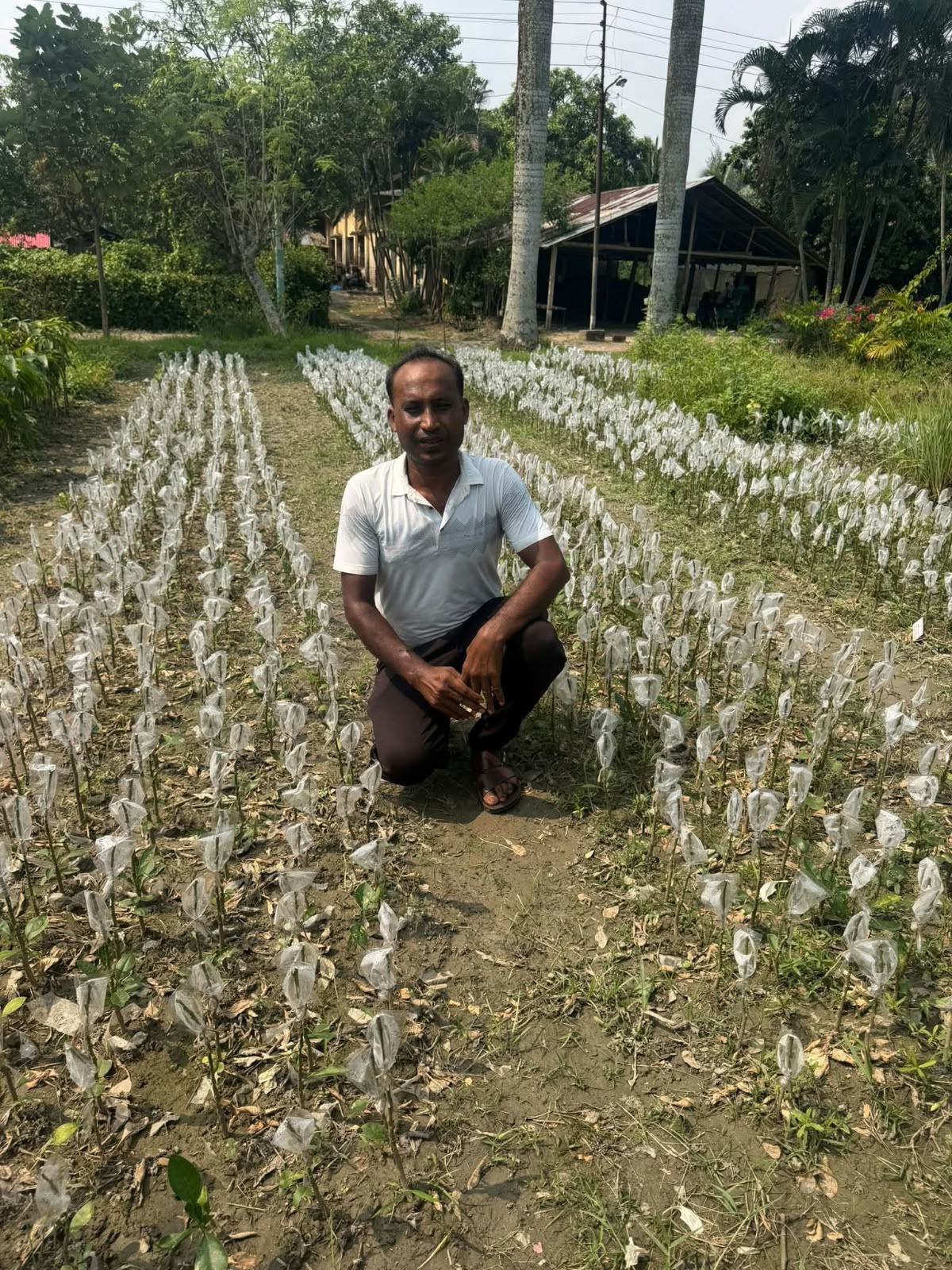 পানি কচুর সাফল্য ছাড়িয়ে ডুমুরিয়ার নিউটন মন্ডল এখন লেবুর কলম তৈরিতে সফল: অনুকরণীয় দৃষ্টান্ত