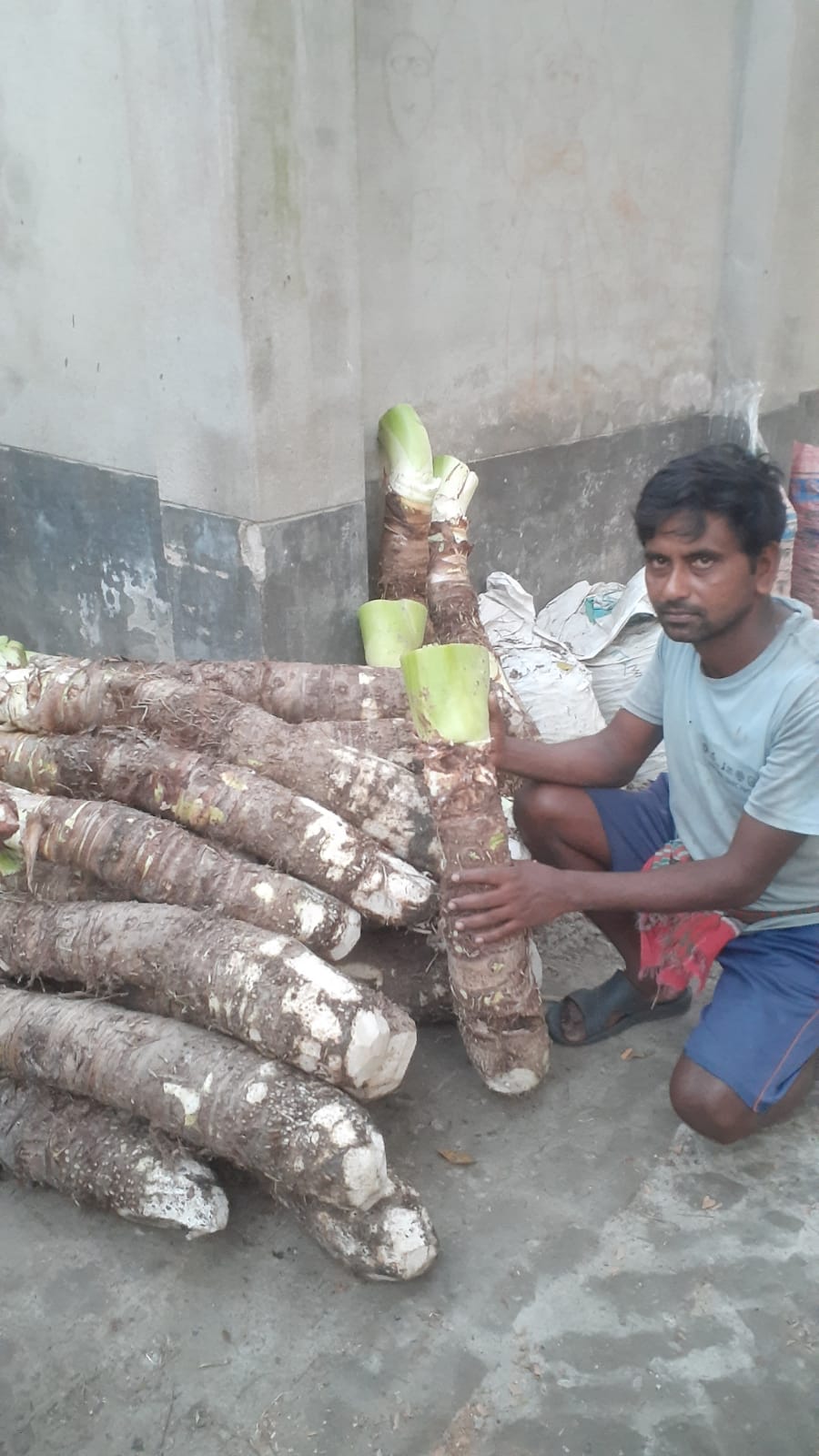 ডুমুরিয়ায় মানকচু বাম্পার ফলন: কৃষকের মুখে হাসির ঝিলিক